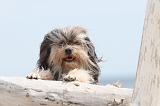 PETIT CHIEN LION 101